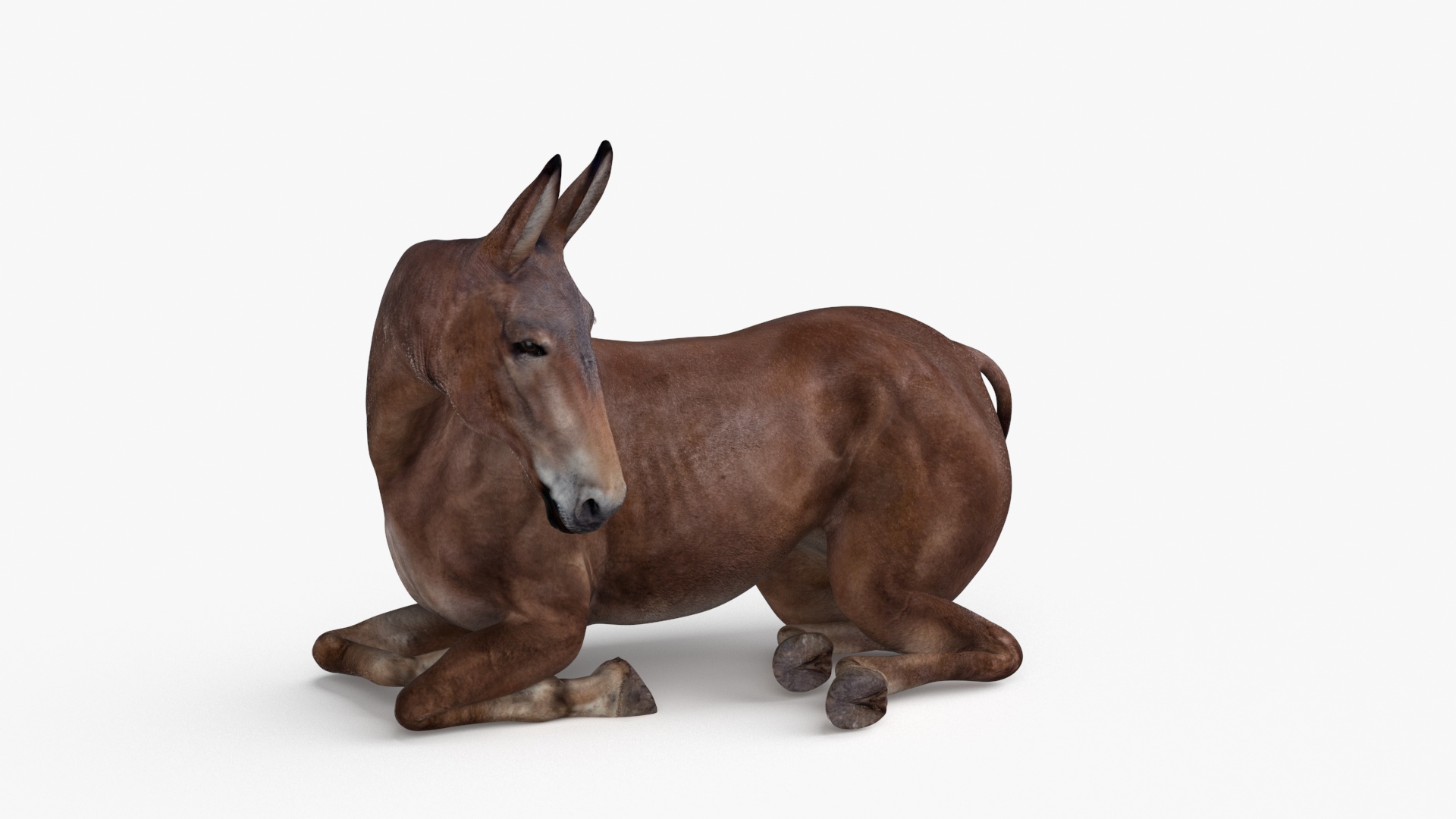 Lying Bay Mule 3D model