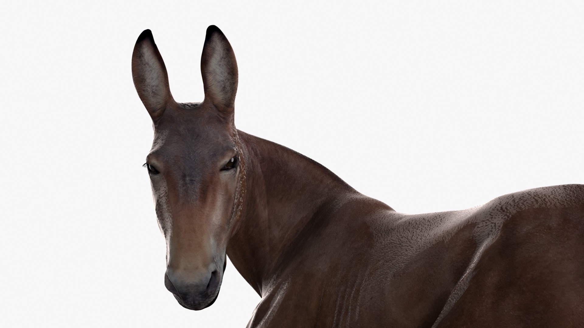 Lying Bay Mule 3D model