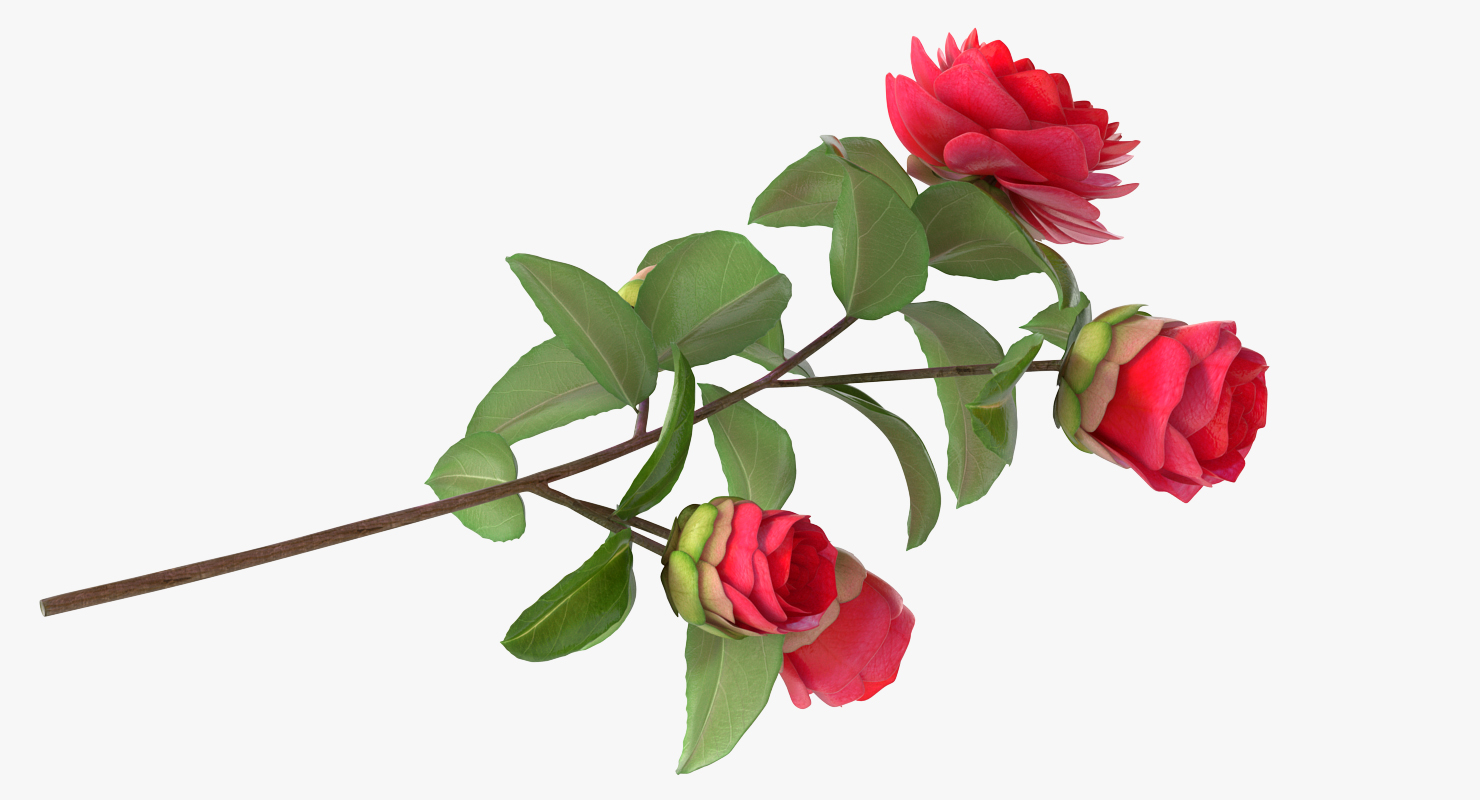 3D Garden Flower Camellia Red