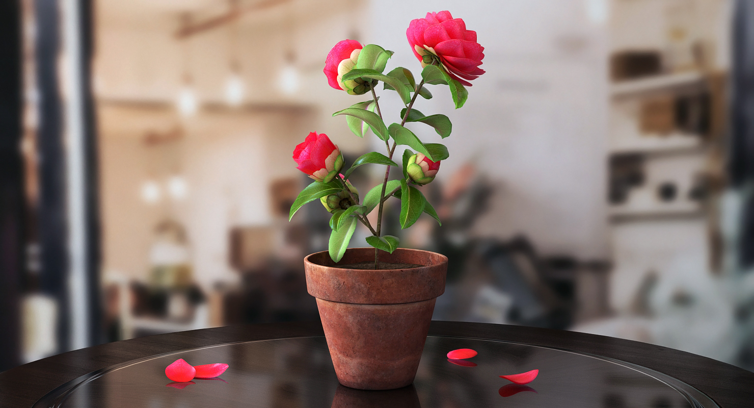 3D Garden Flower Camellia Red