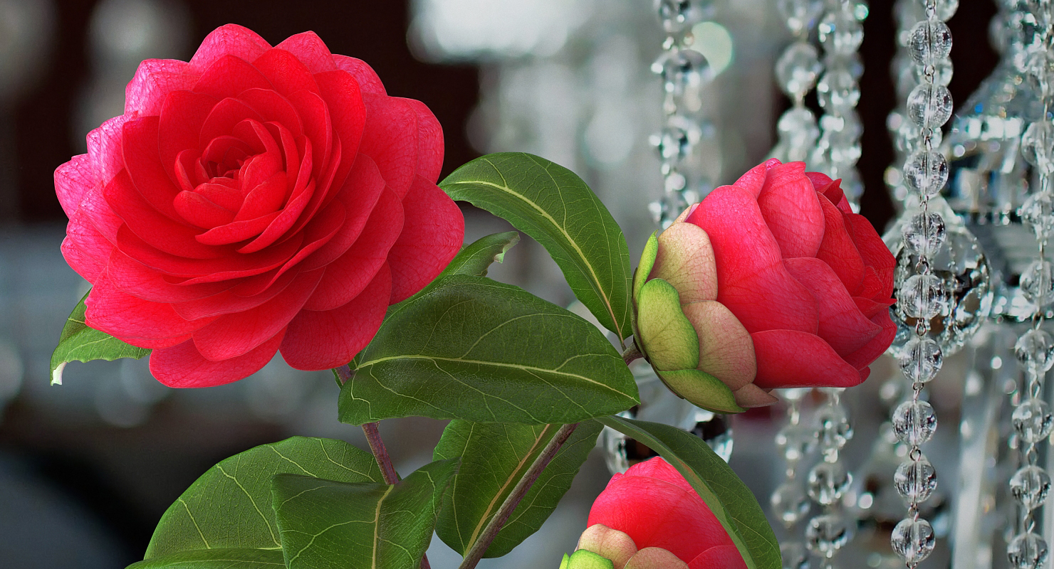 3D Garden Flower Camellia Red