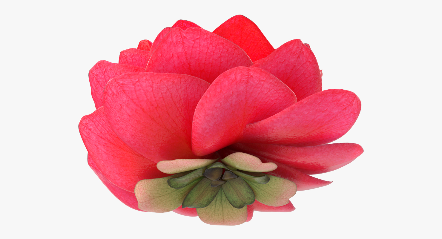 3D Garden Flower Camellia Red