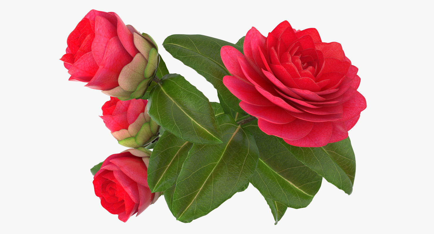 3D Garden Flower Camellia Red