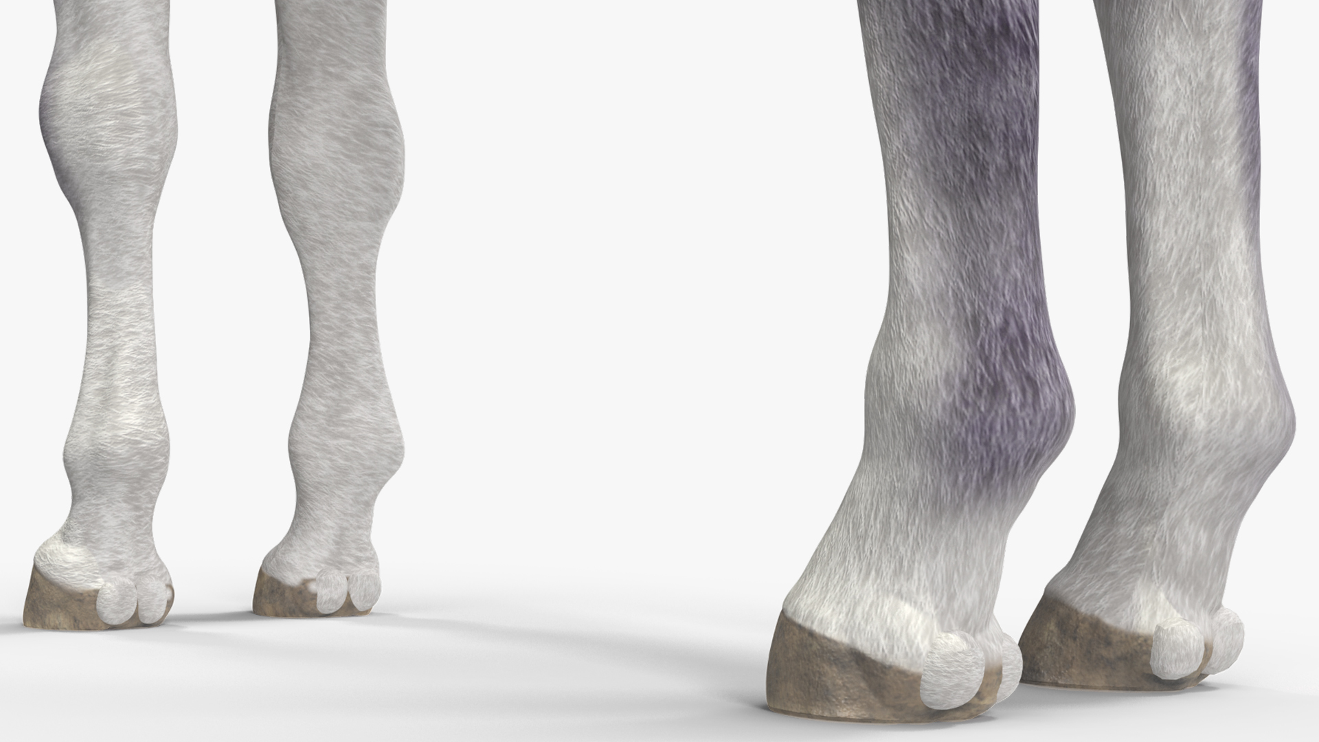 Shetland Pony White 3D model