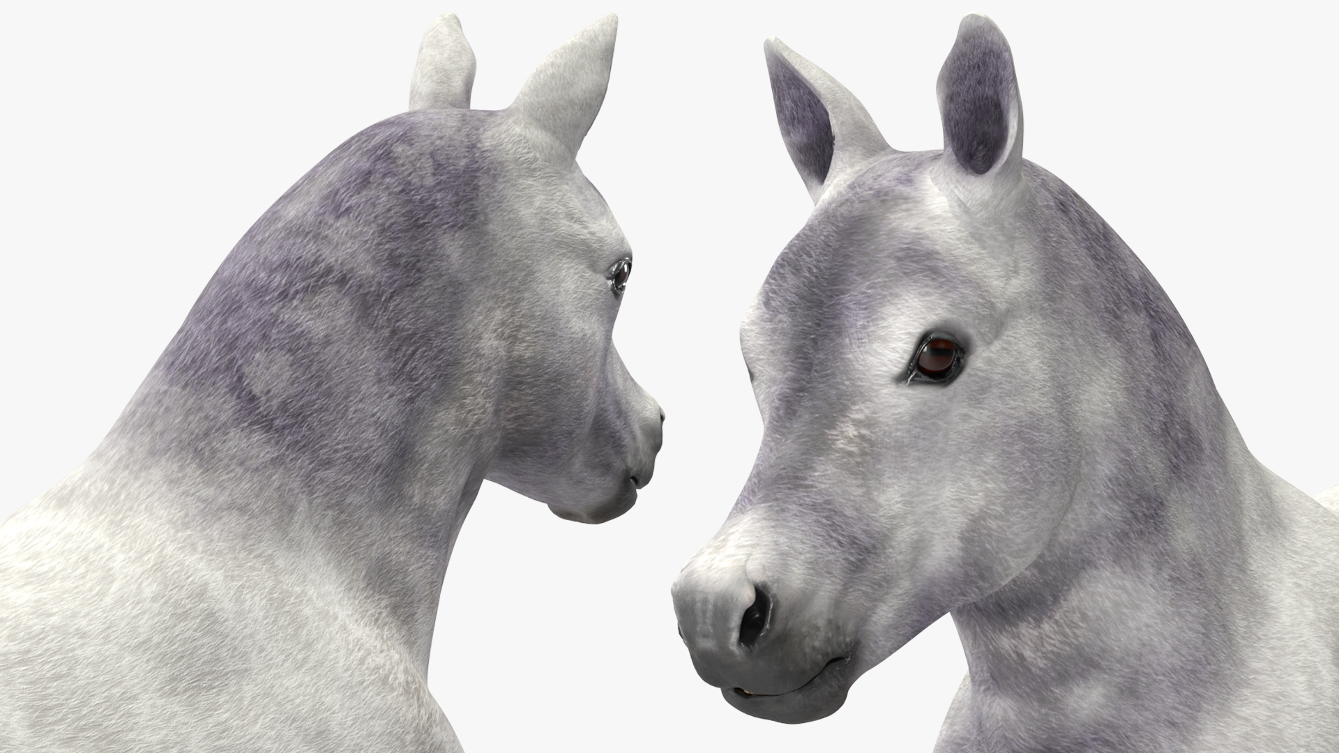 Shetland Pony White 3D model