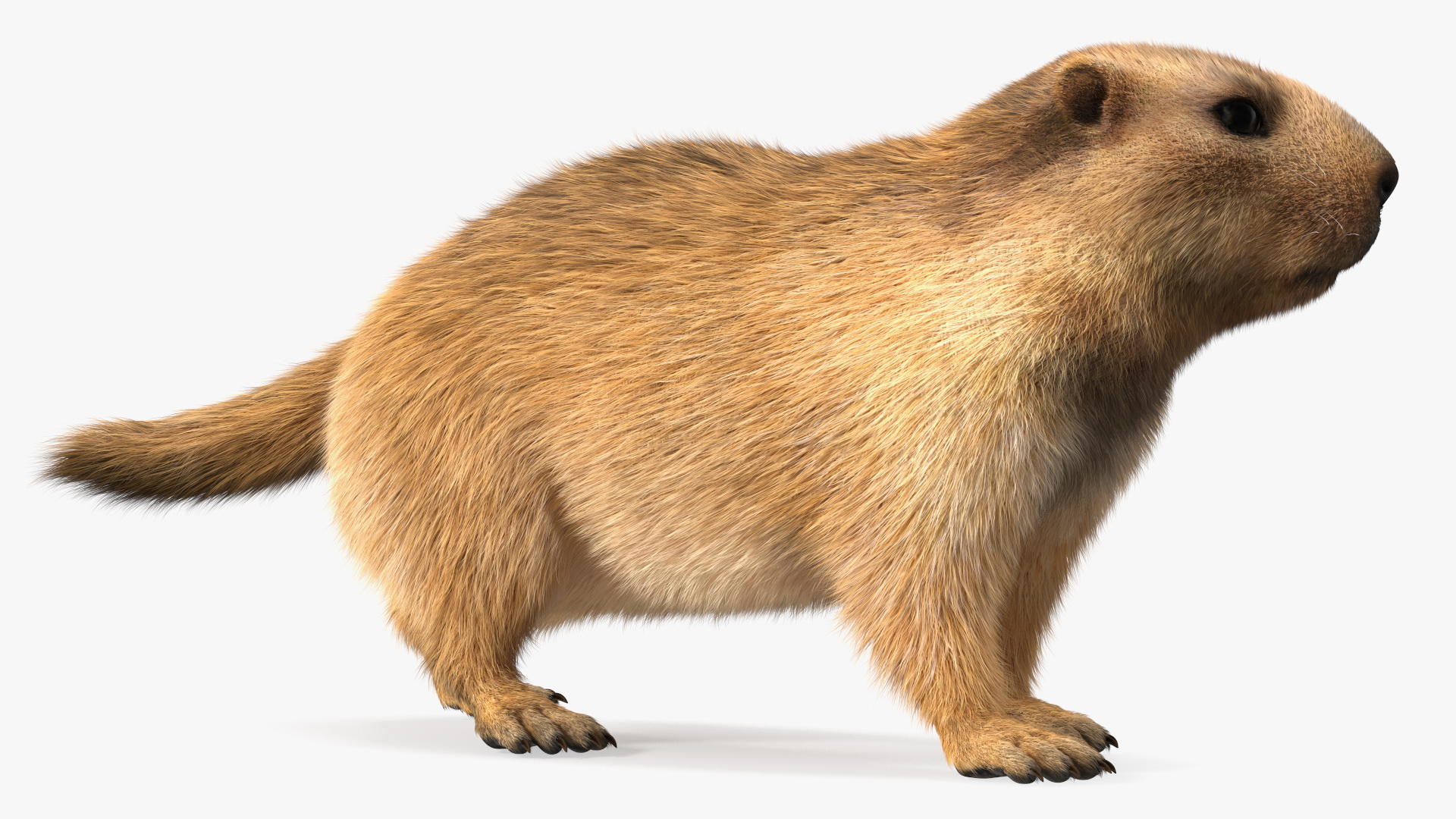 Alpine Marmot Fur 3D