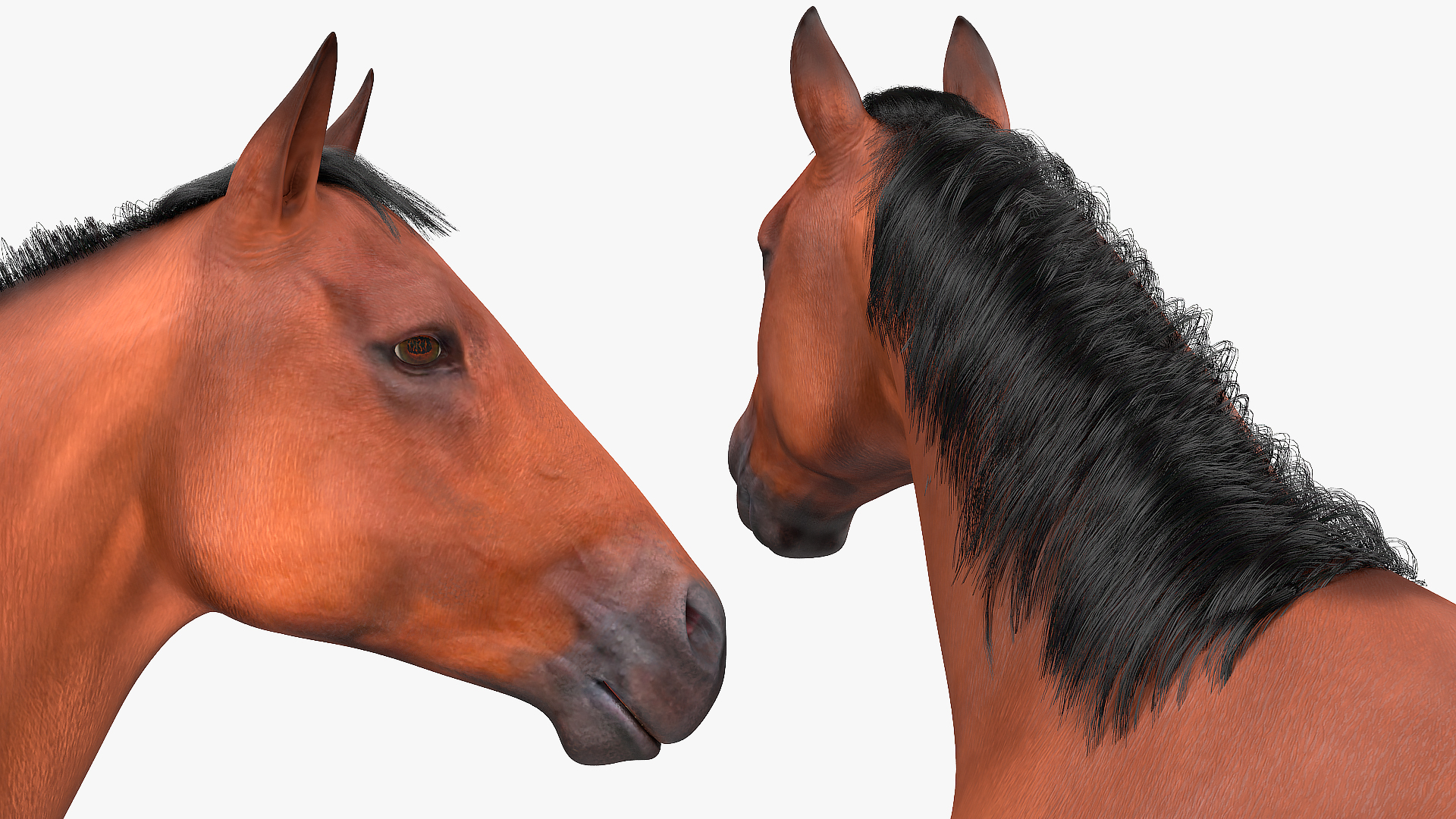 3D Bay Horse Fur model