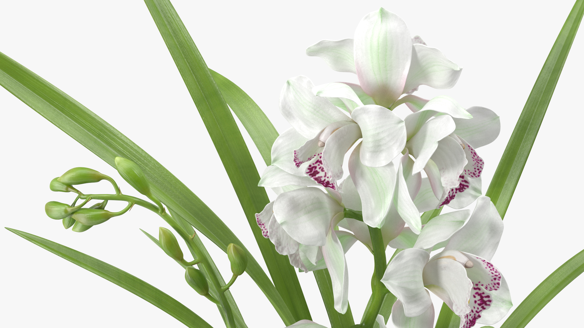 3D Orchid Pot White