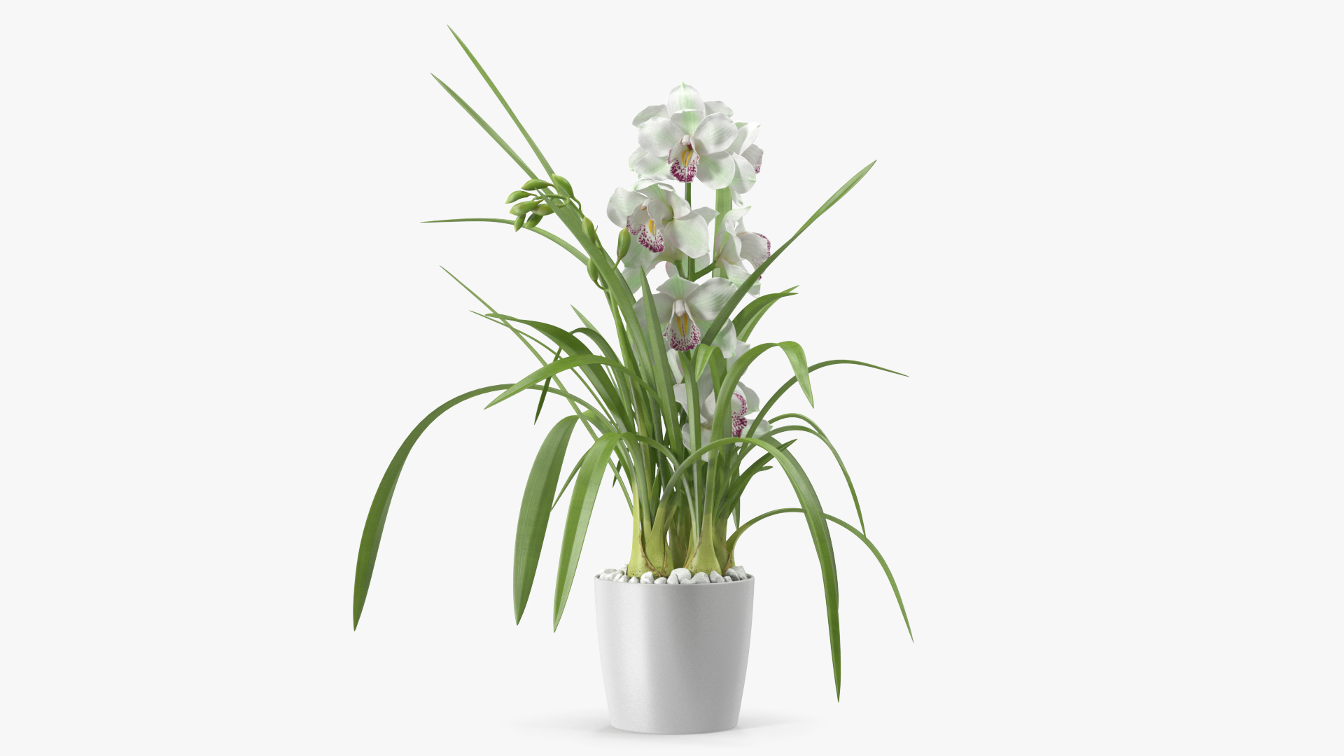 3D Orchid Pot White