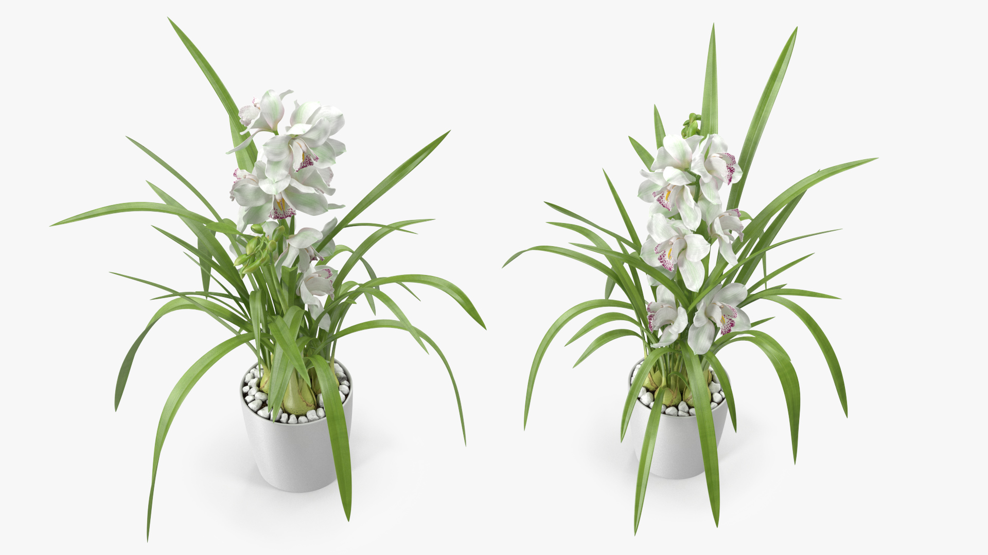 3D Orchid Pot White