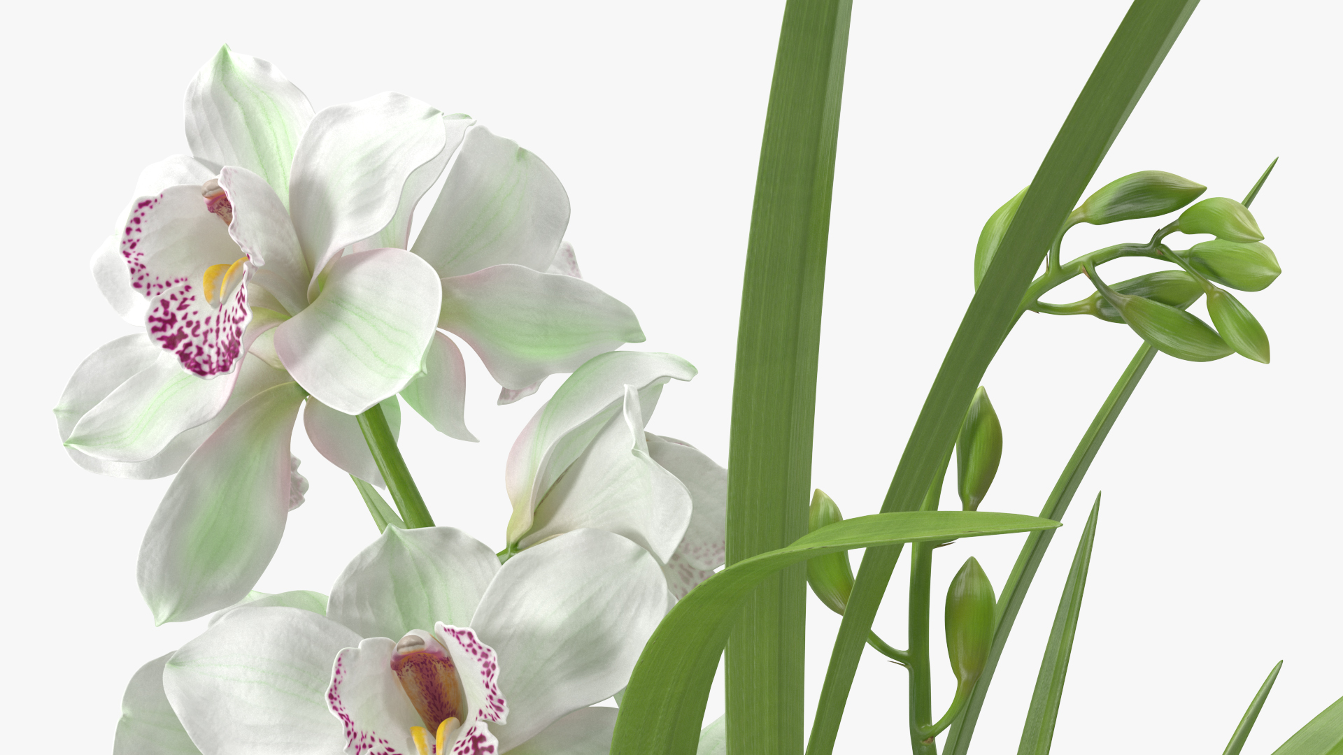 3D Orchid Pot White