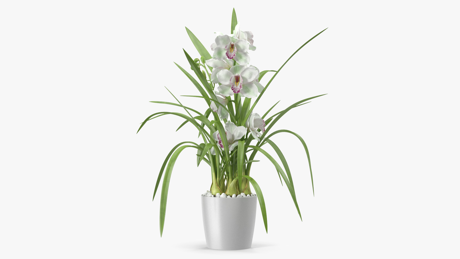 3D Orchid Pot White