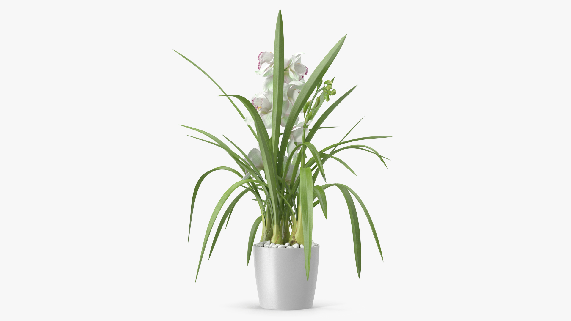 3D Orchid Pot White