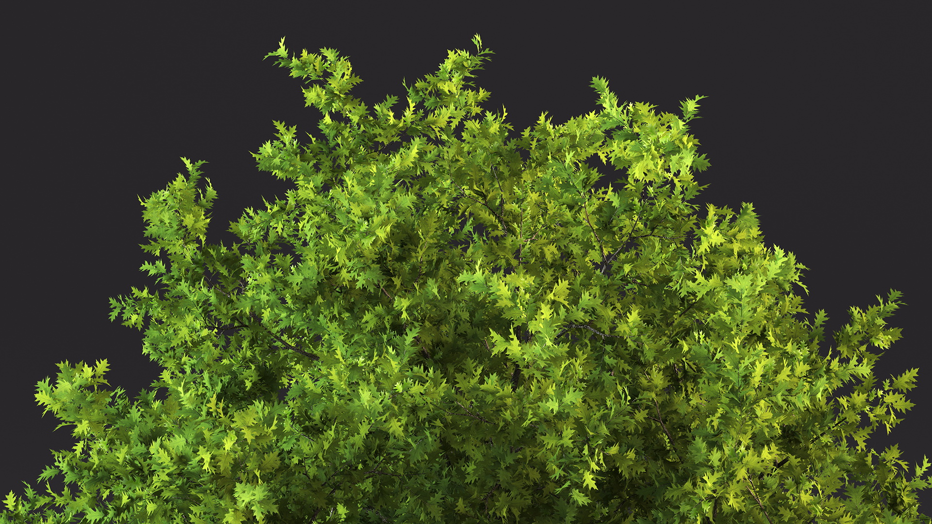 3D Realistic Oak Tree model