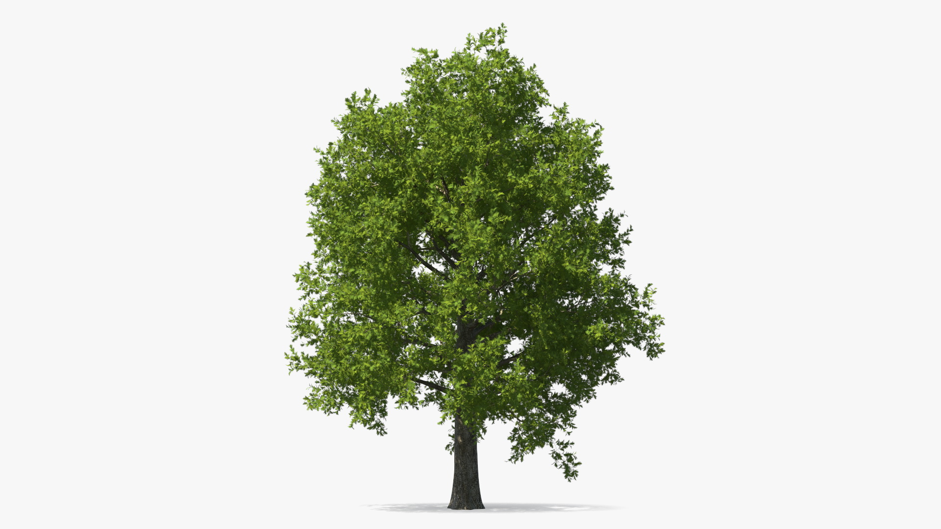 3D Realistic Oak Tree model