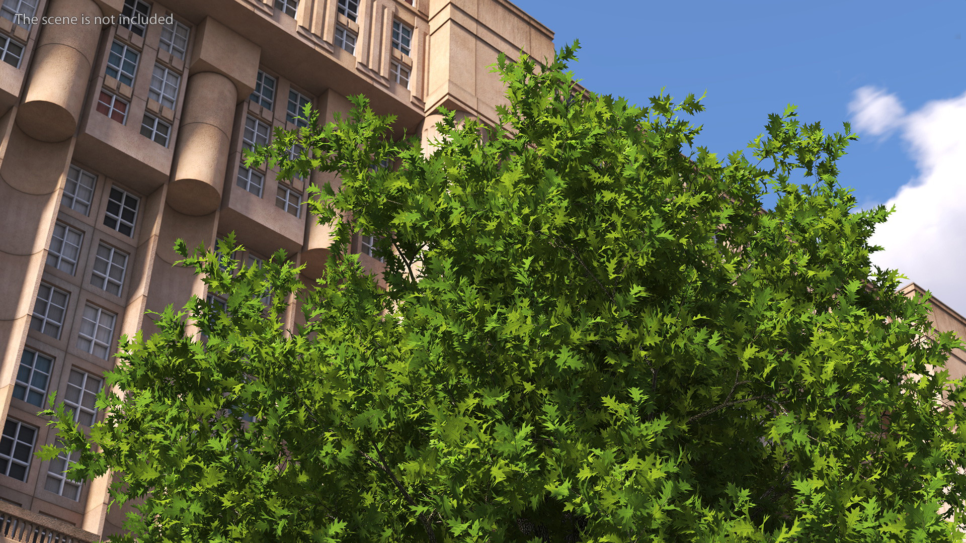 3D Realistic Oak Tree model