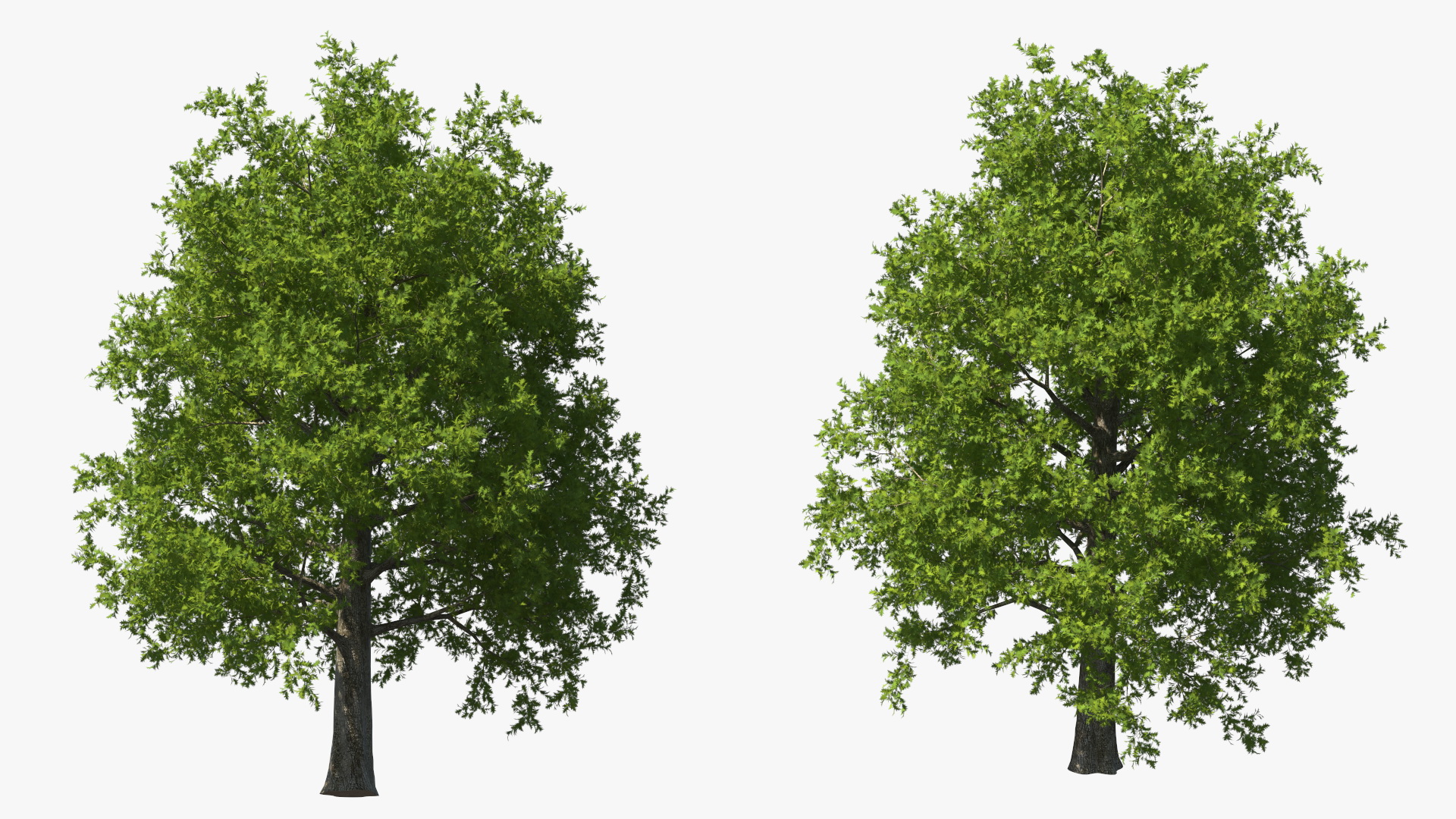 3D Realistic Oak Tree model