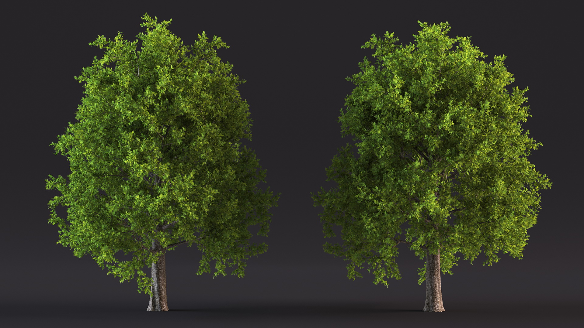 3D Realistic Oak Tree model