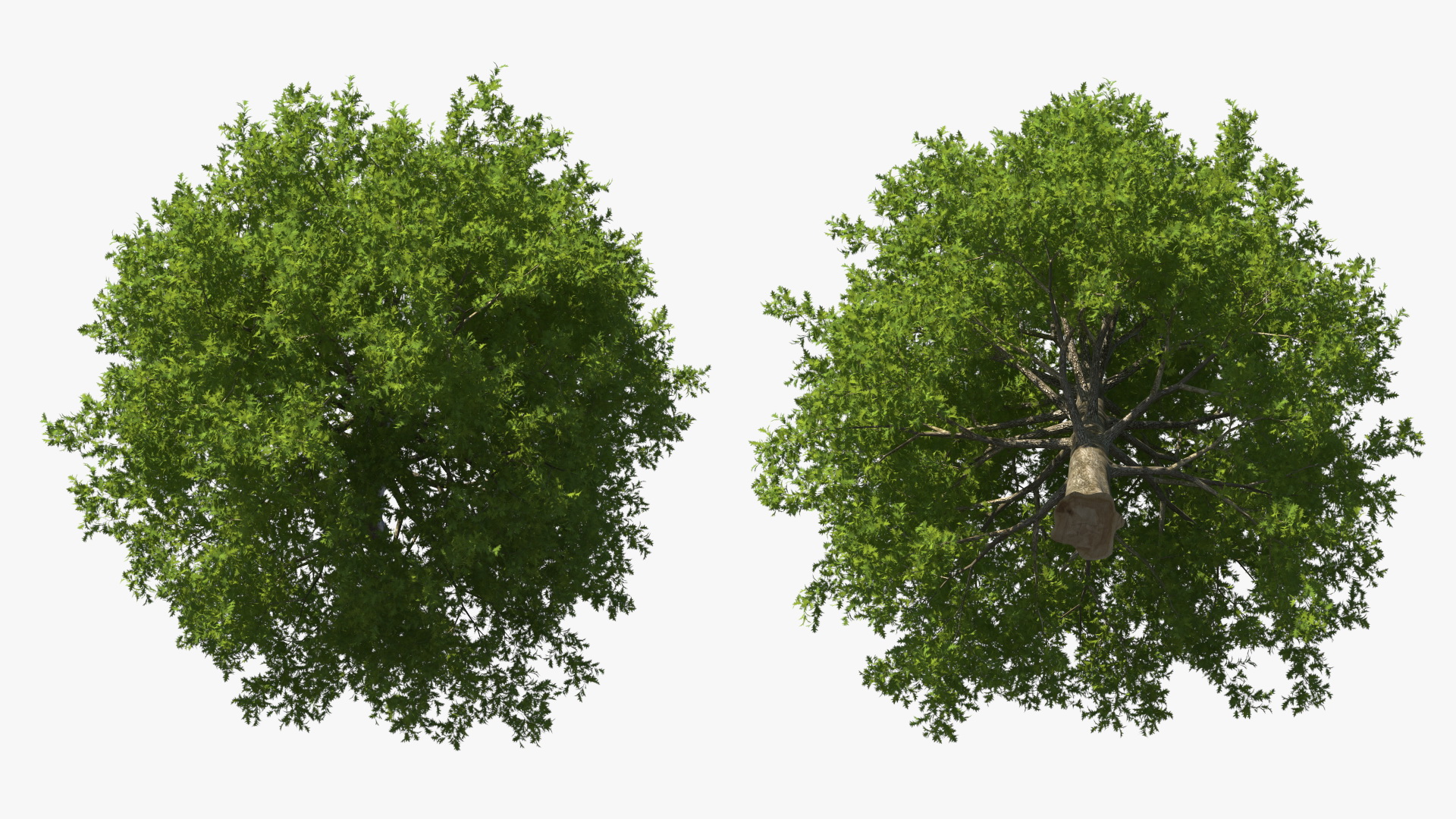 3D Realistic Oak Tree model