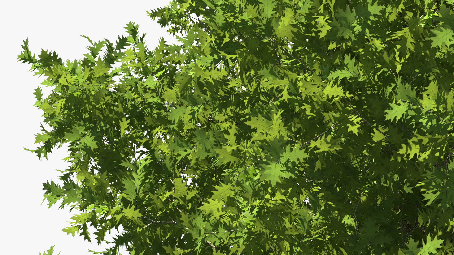 3D Realistic Oak Tree model