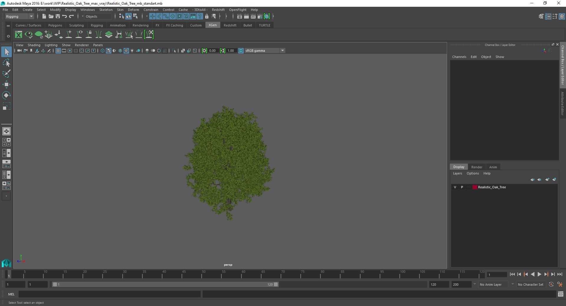 3D Realistic Oak Tree model