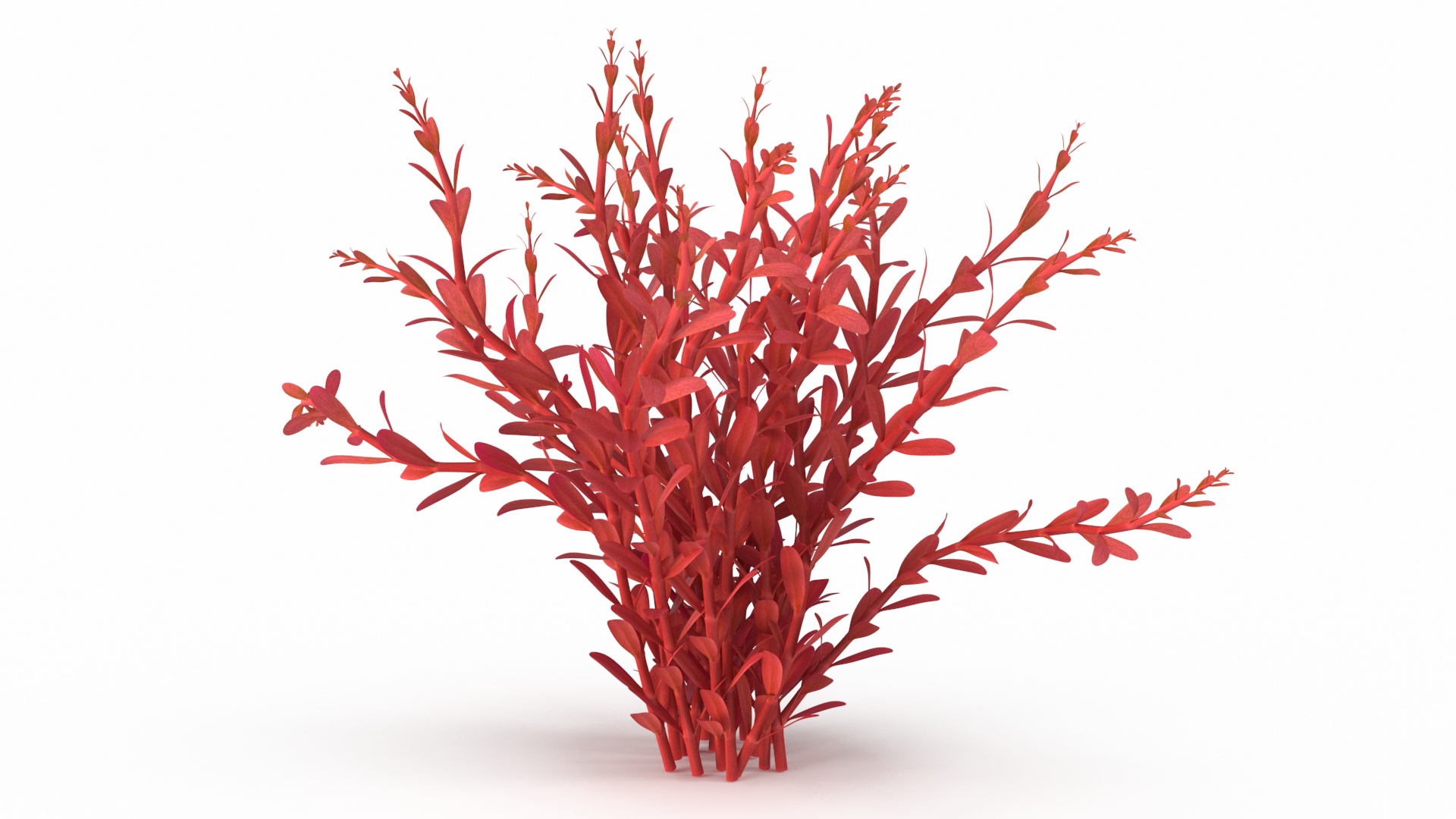 3D model Artificial Rotala Aquatic Plant Red