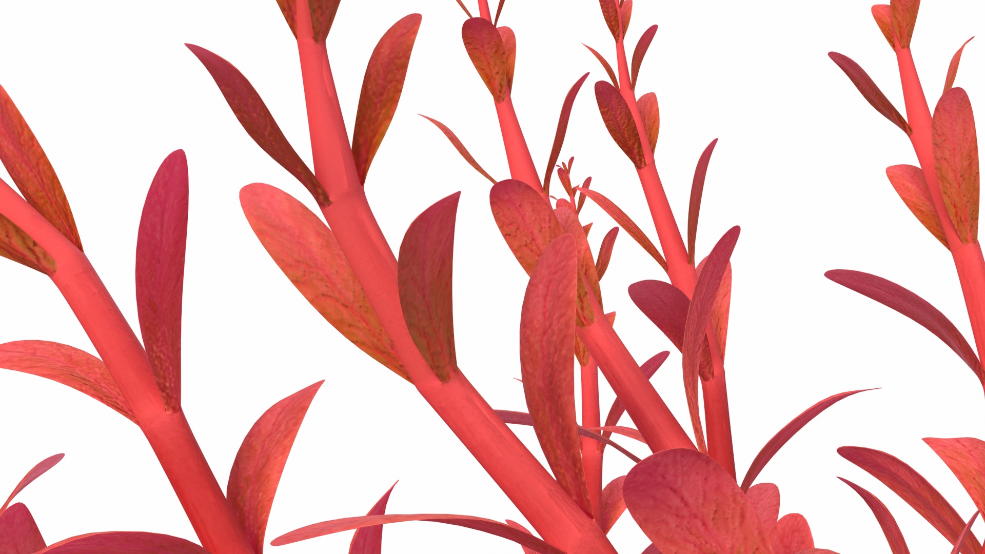 3D model Artificial Rotala Aquatic Plant Red