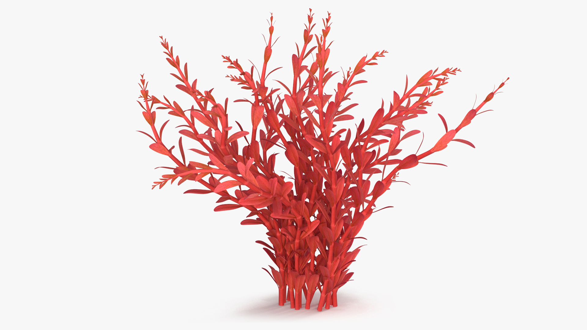 3D model Artificial Rotala Aquatic Plant Red