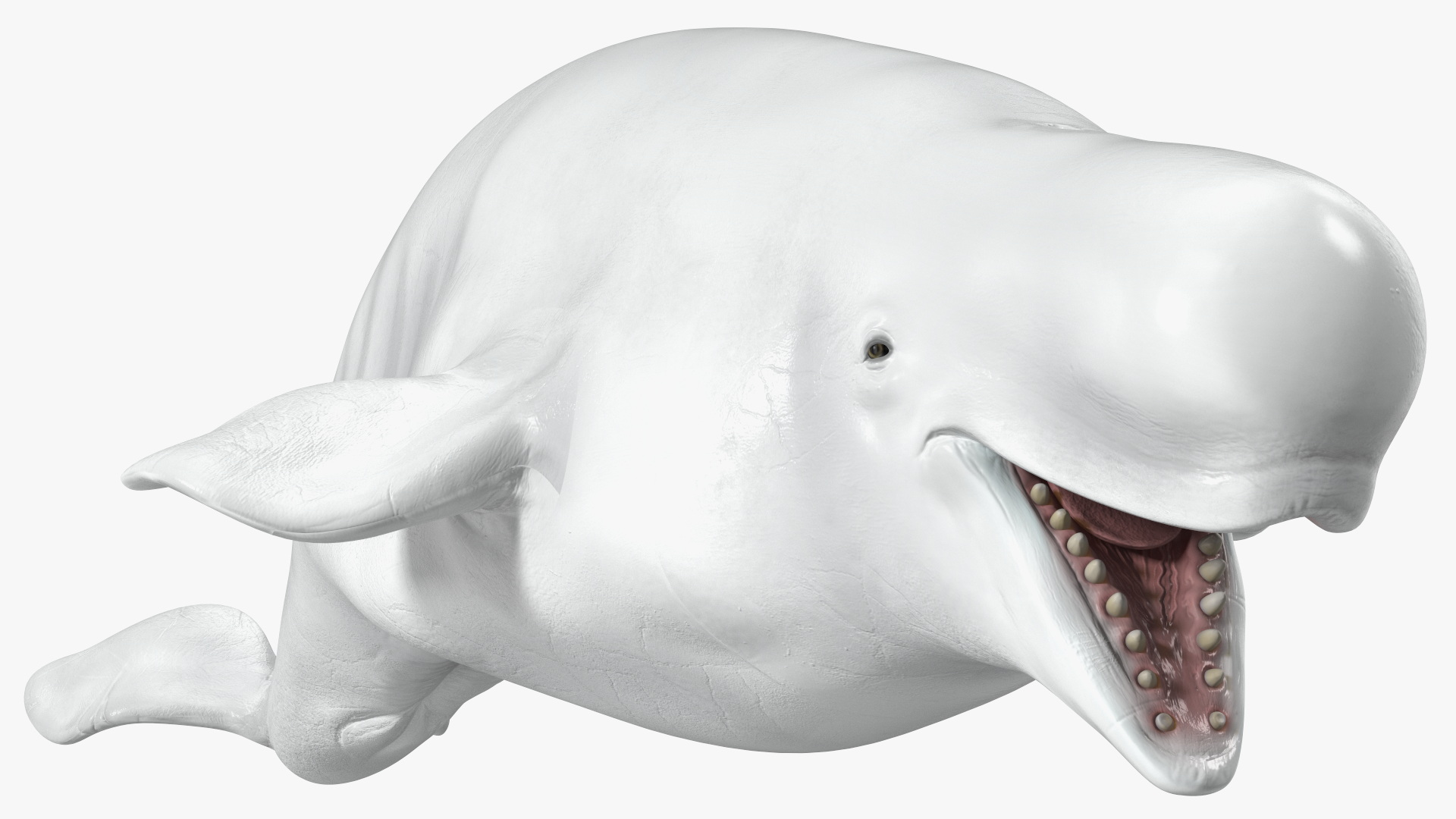 3D model Beluga Whale Adult Rigged