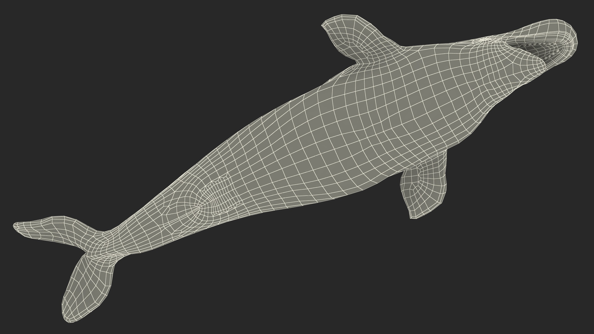 3D model Beluga Whale Adult Rigged