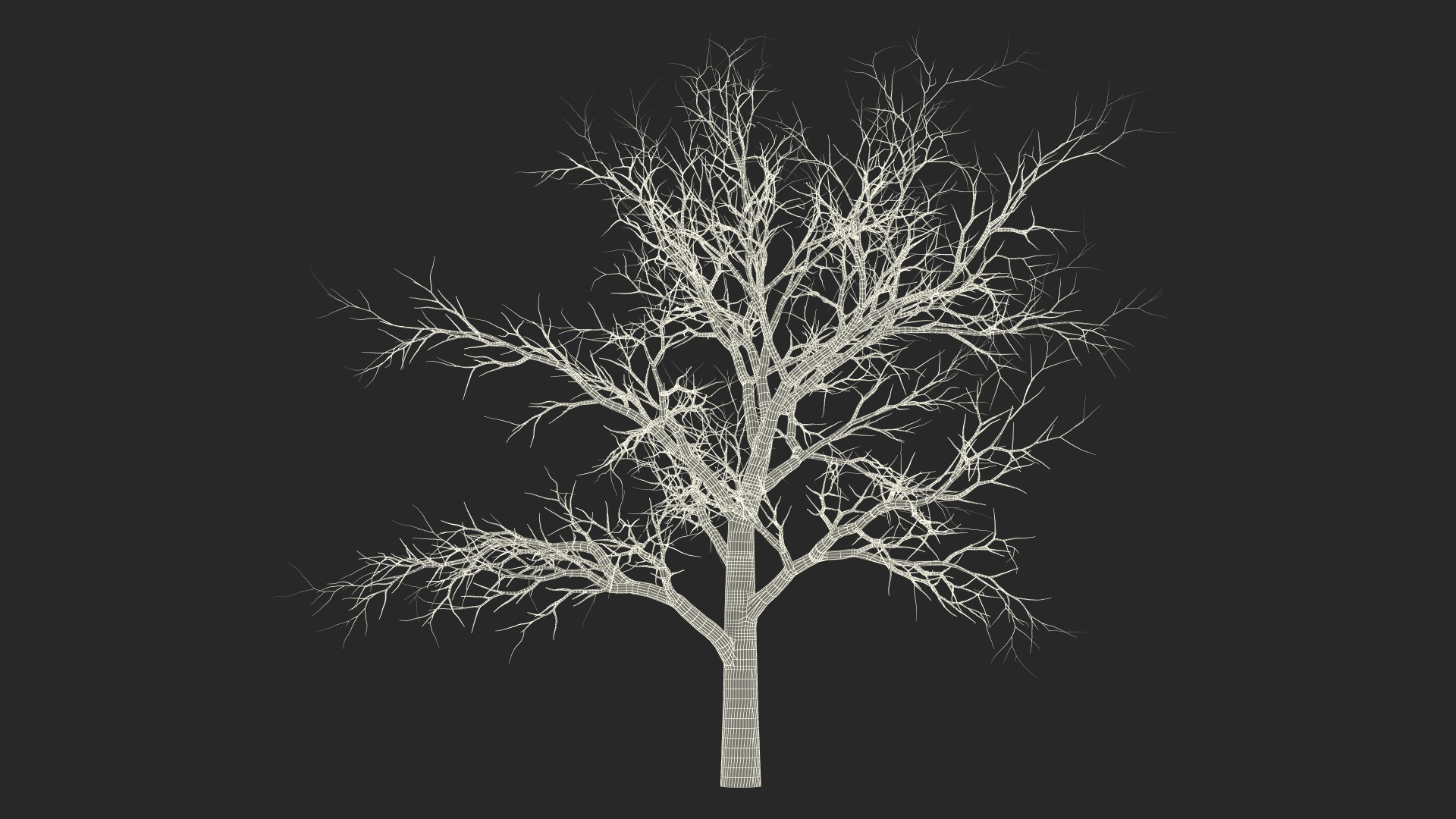 Swamp White Oak Winter 3D