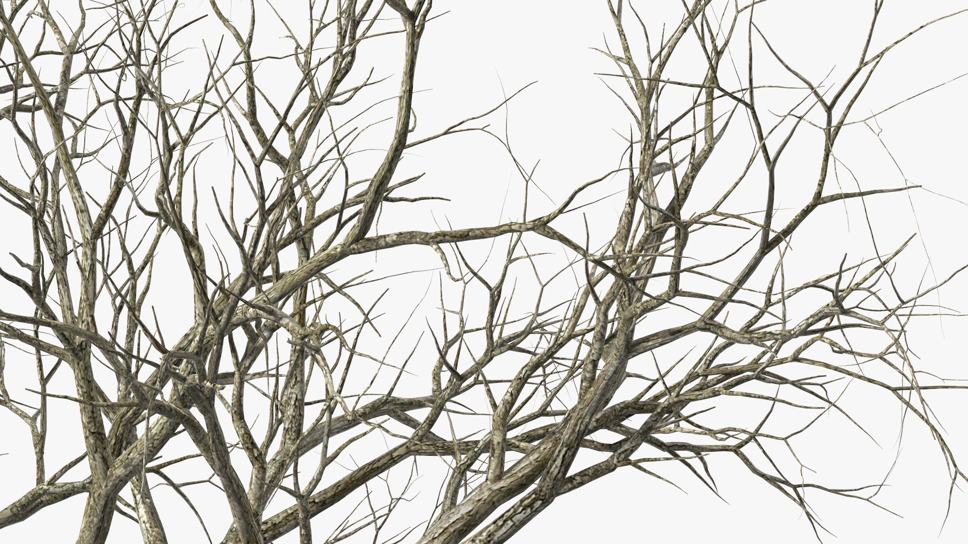 Swamp White Oak Winter 3D