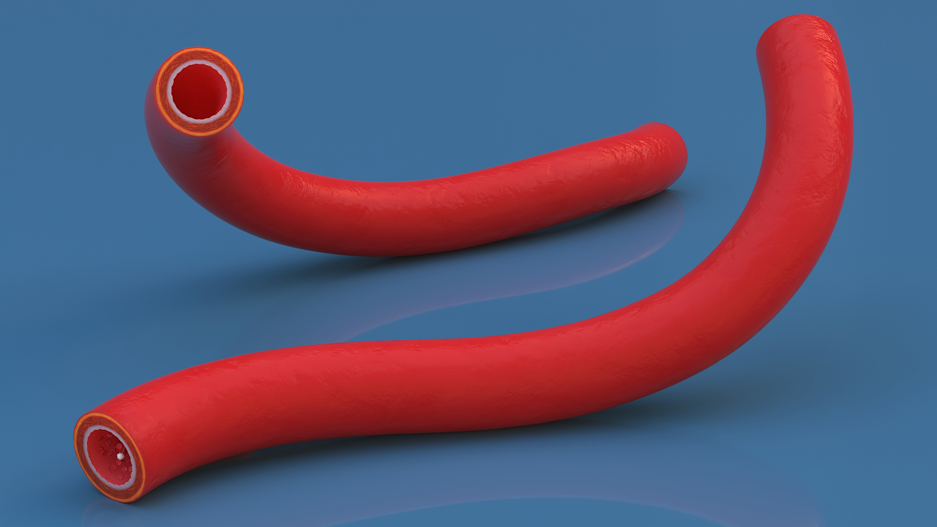 Human Artery 3D