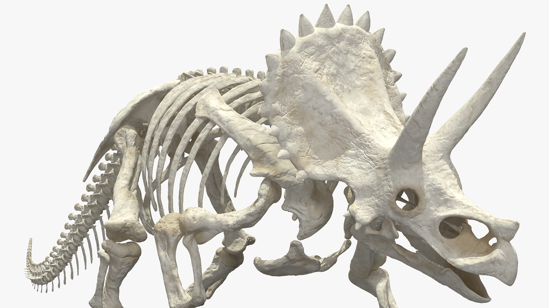 Triceratops Horridus Skeleton Walking Pose 3D