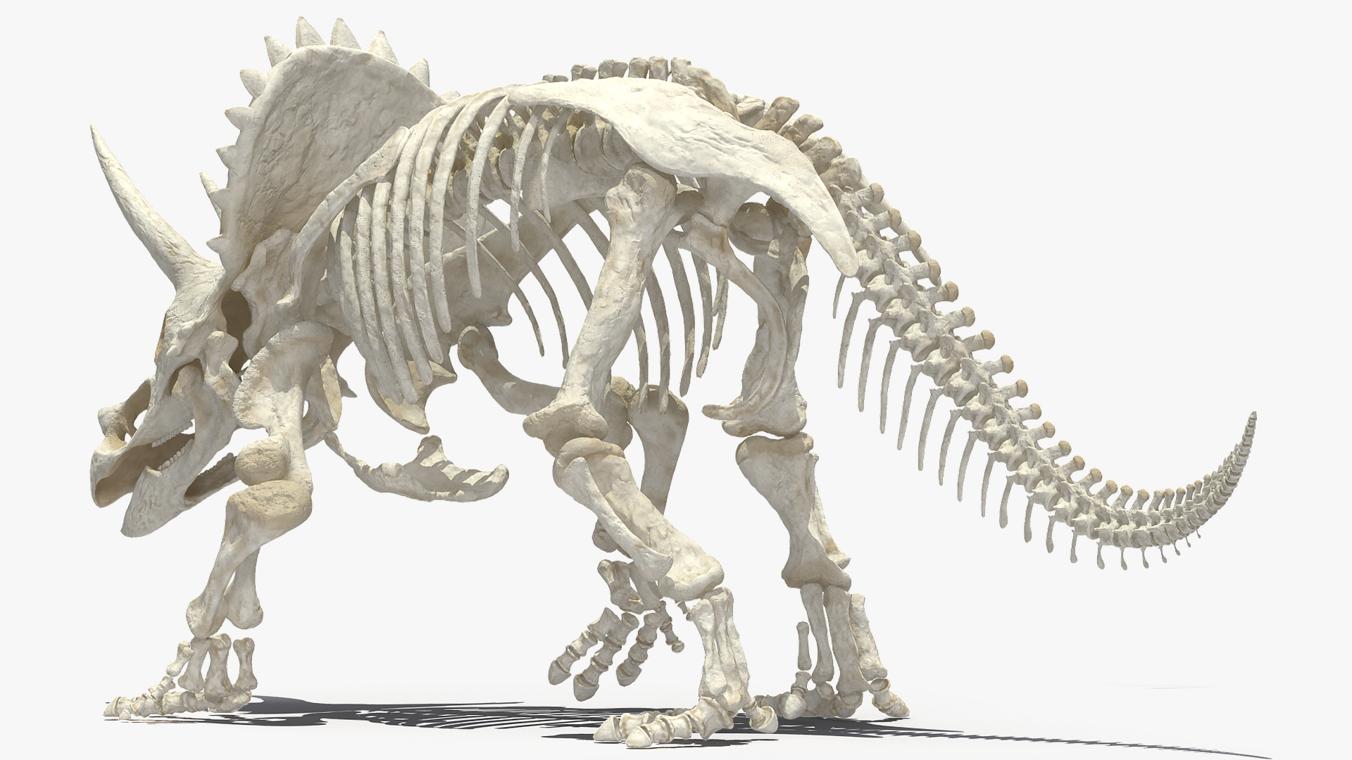 Triceratops Horridus Skeleton Walking Pose 3D