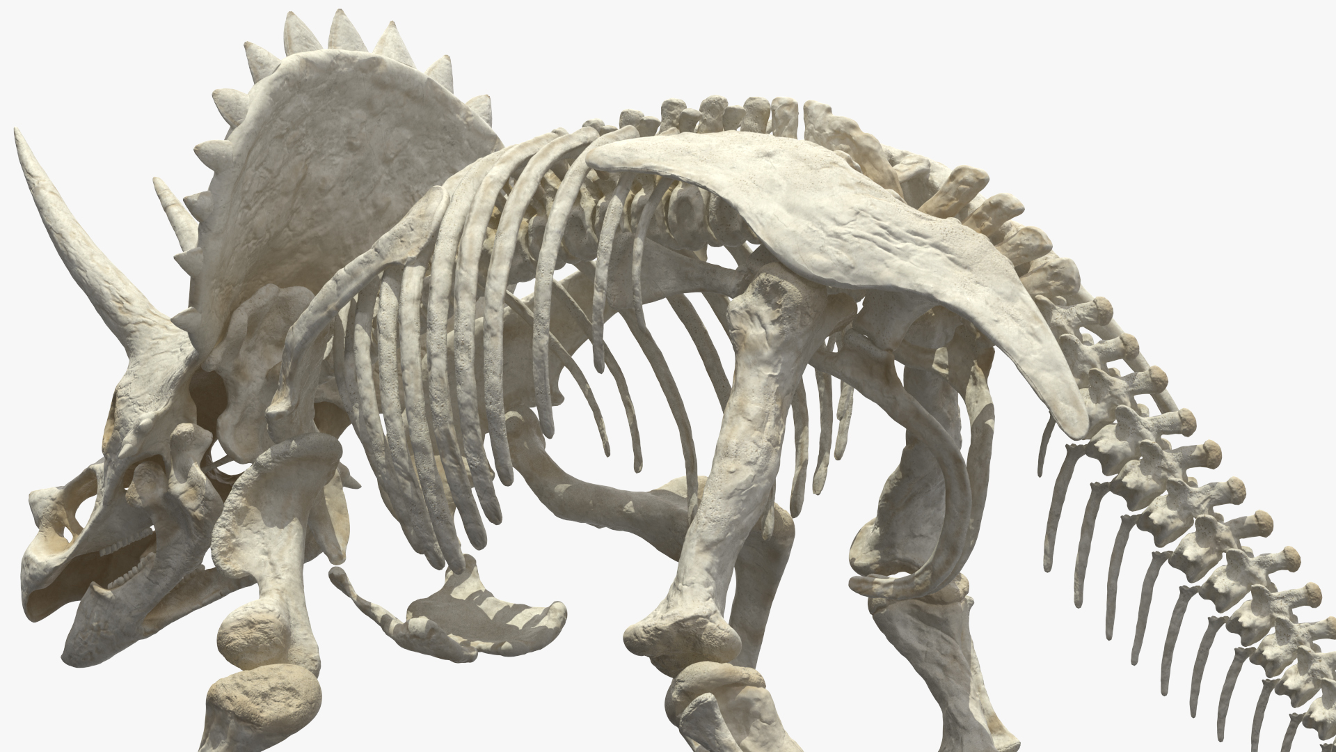 Triceratops Horridus Skeleton Walking Pose 3D