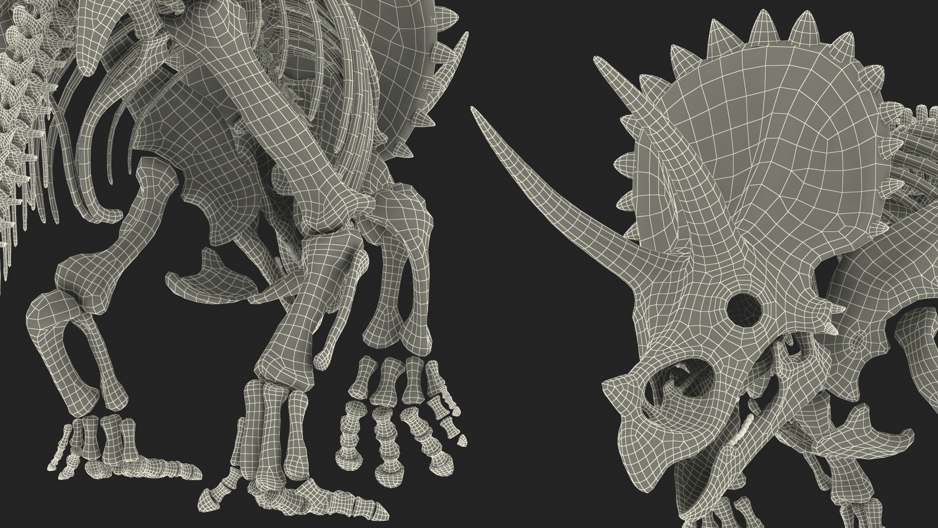 Triceratops Horridus Skeleton Walking Pose 3D