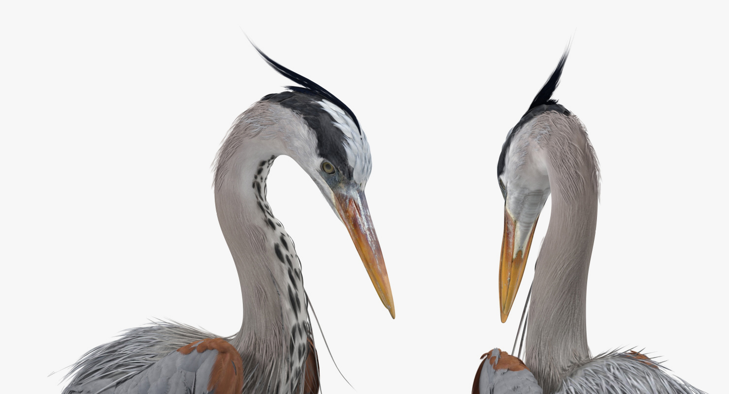 3D model Grey Heron Standing on One Leg