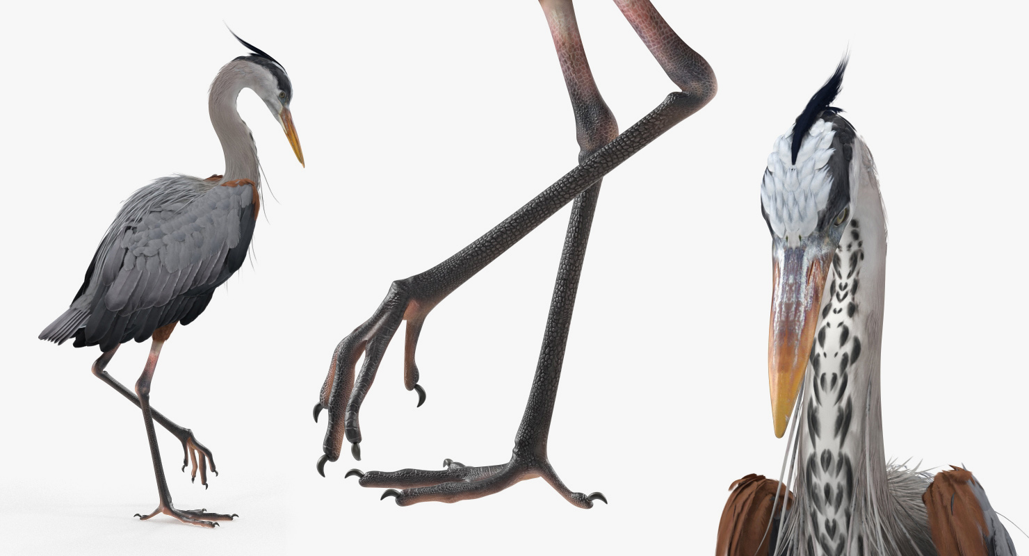 3D model Grey Heron Standing on One Leg