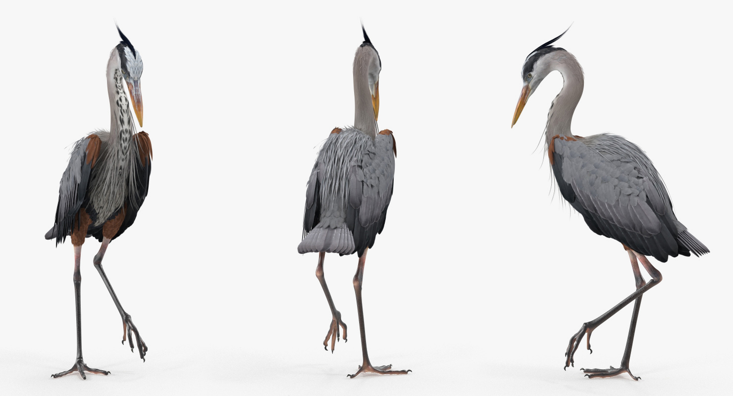 3D model Grey Heron Standing on One Leg