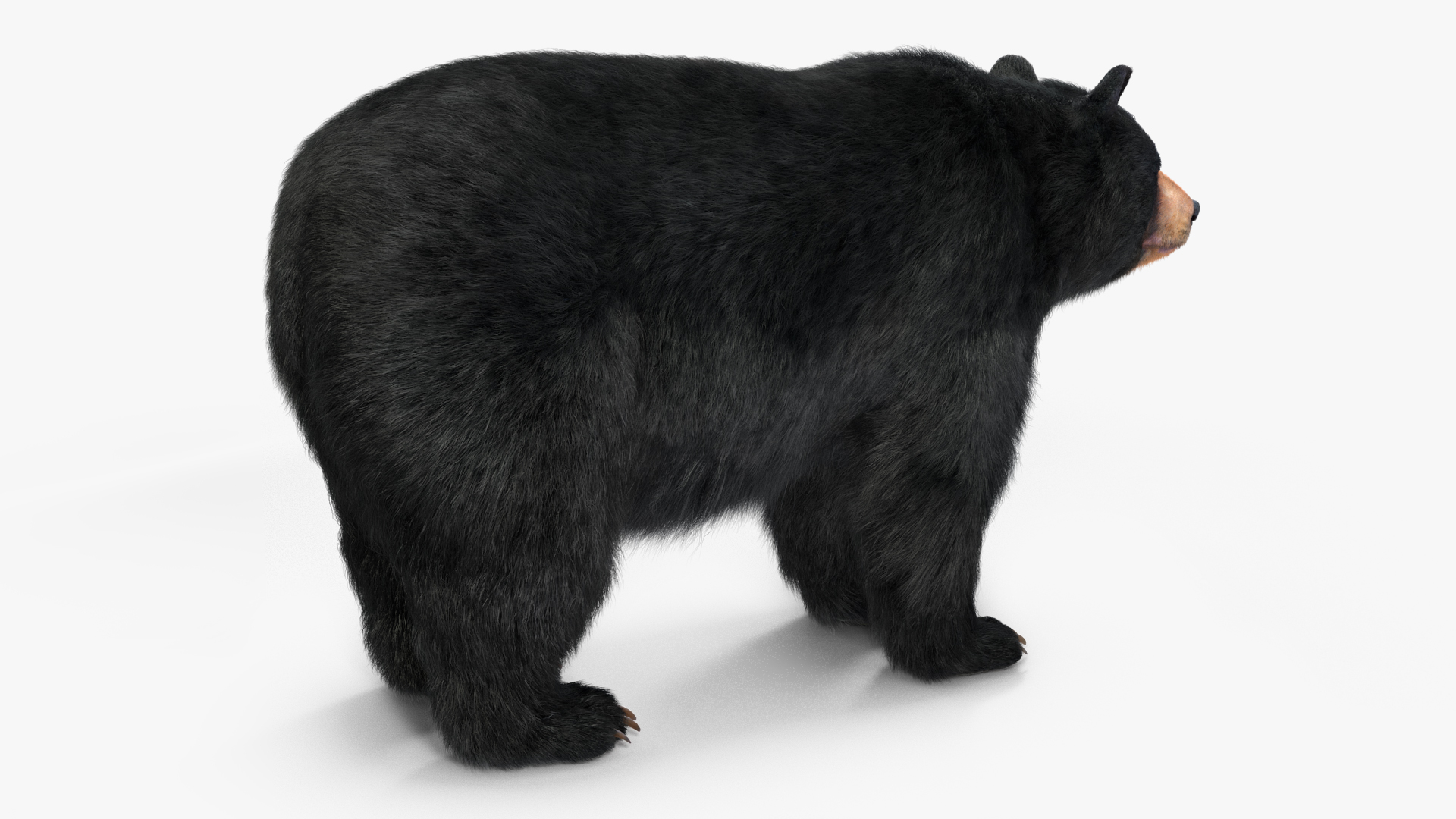 Black Bear Fur 3D model