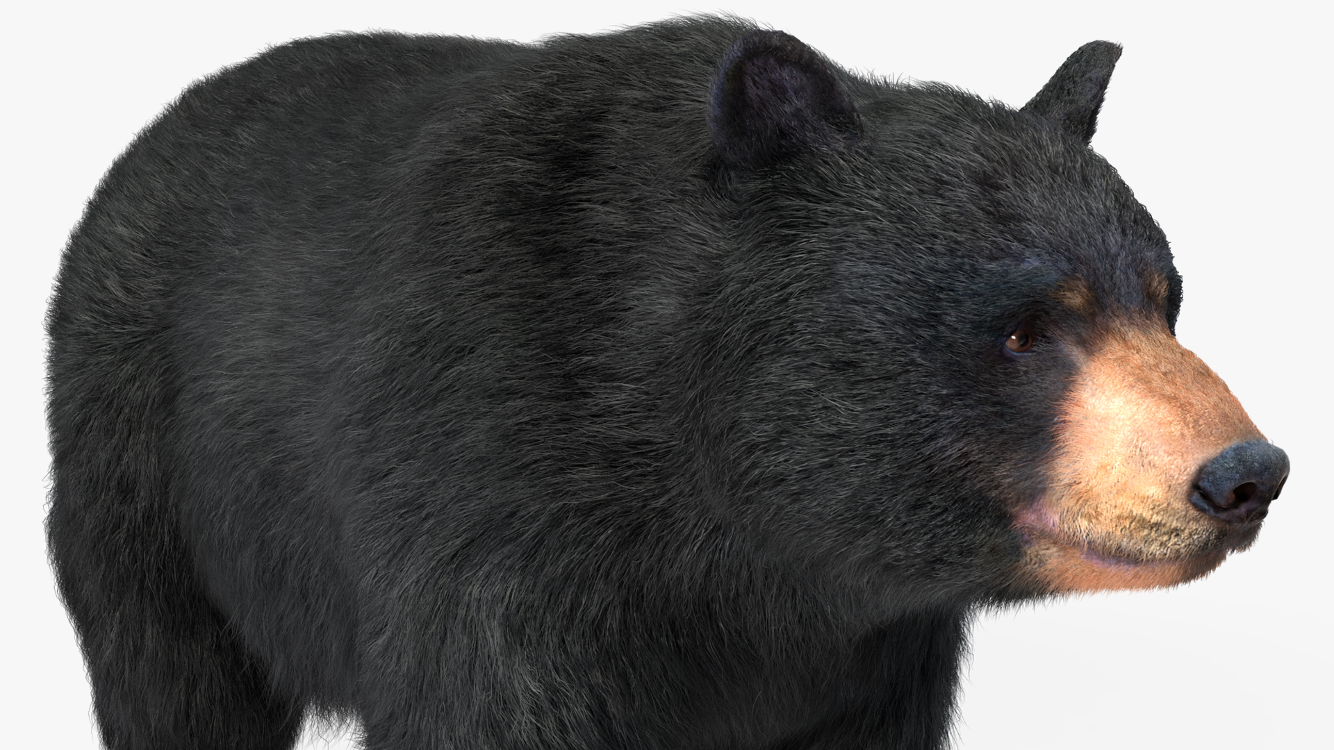 Black Bear Fur 3D model