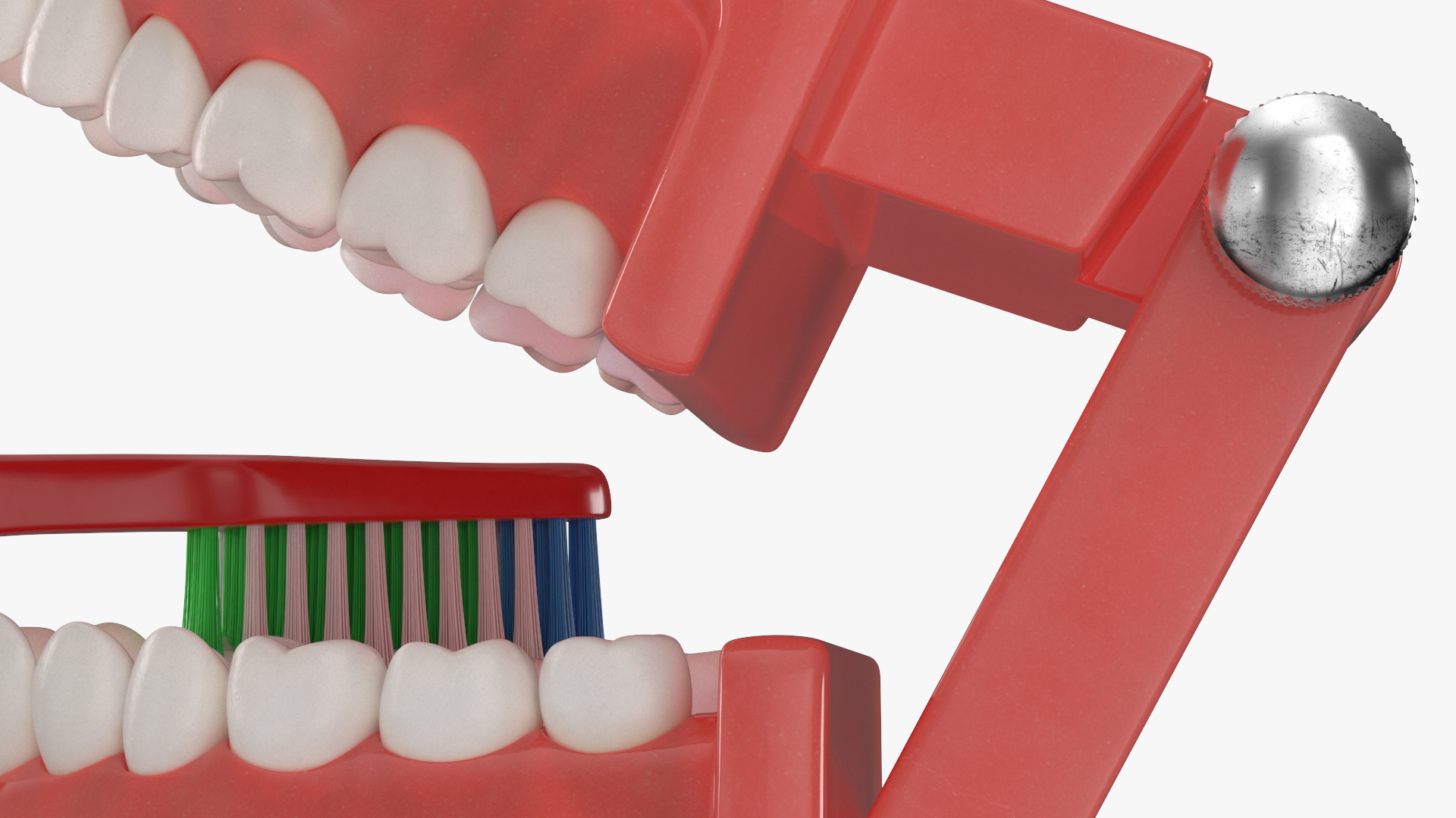 3D Dental Model with Toothbrush model