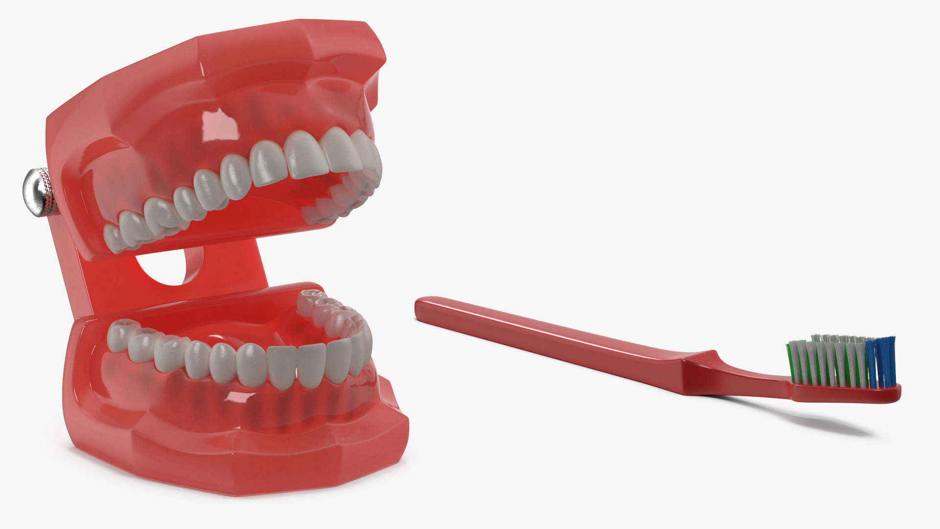 3D Dental Model with Toothbrush model