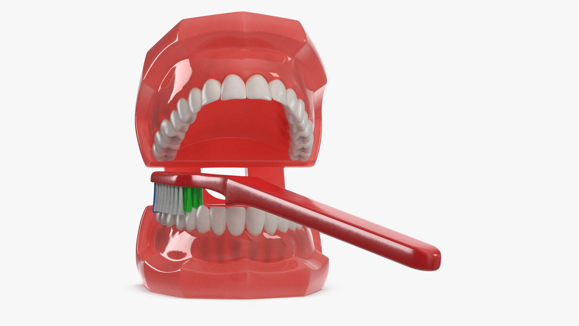 3D Dental Model with Toothbrush model