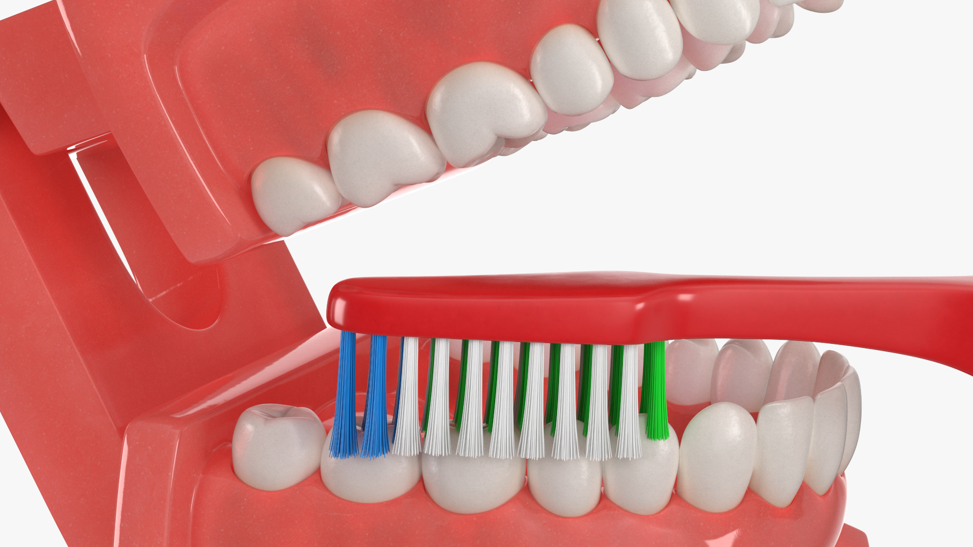 3D Dental Model with Toothbrush model