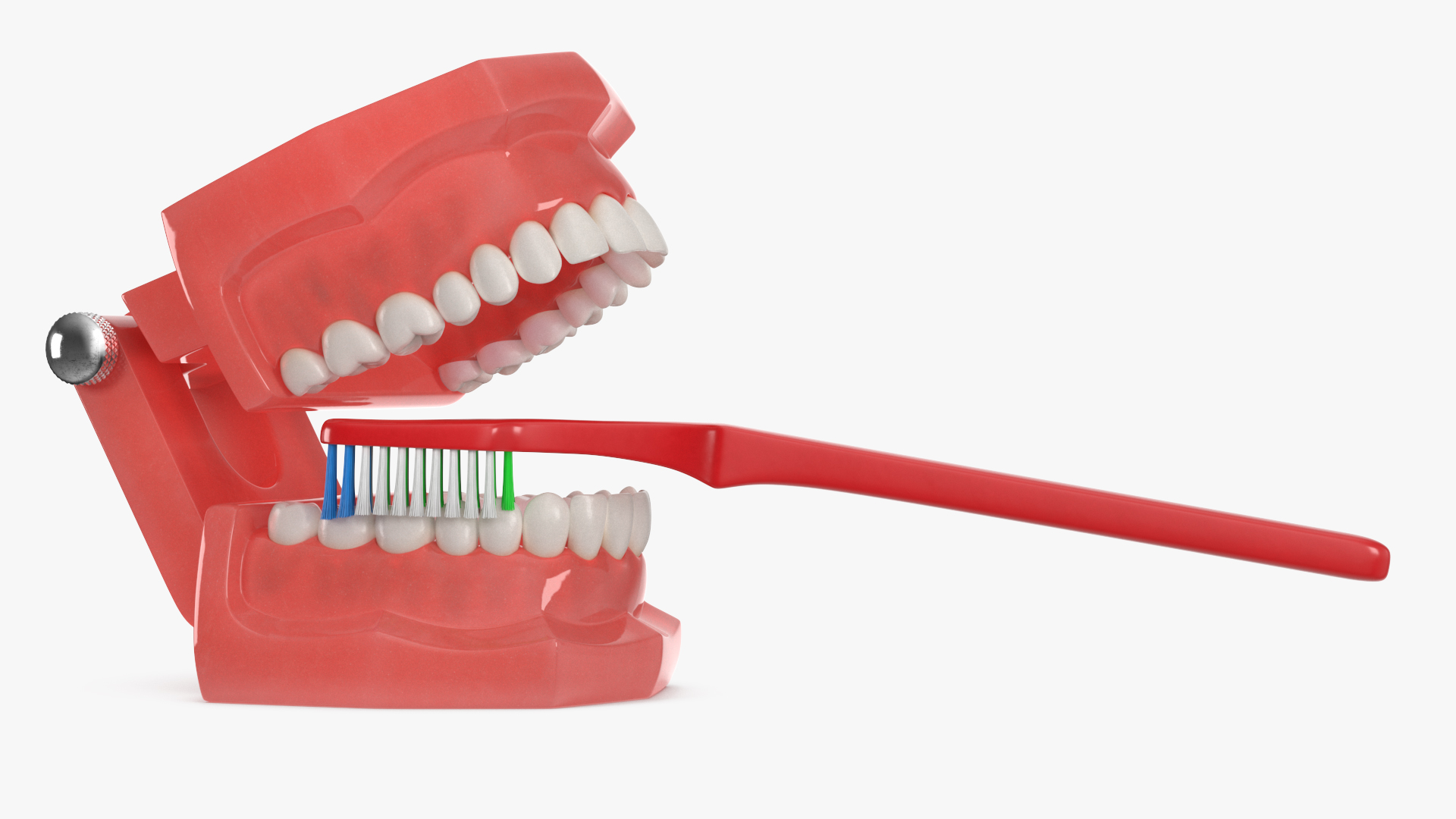 3D Dental Model with Toothbrush model