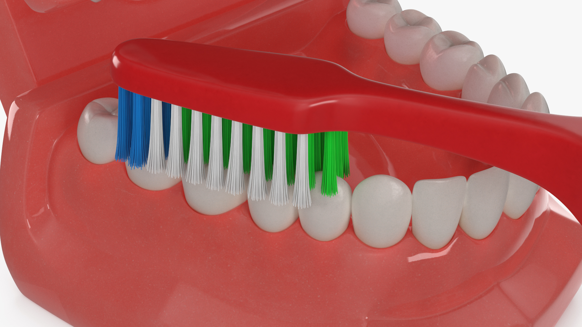 3D Dental Model with Toothbrush model