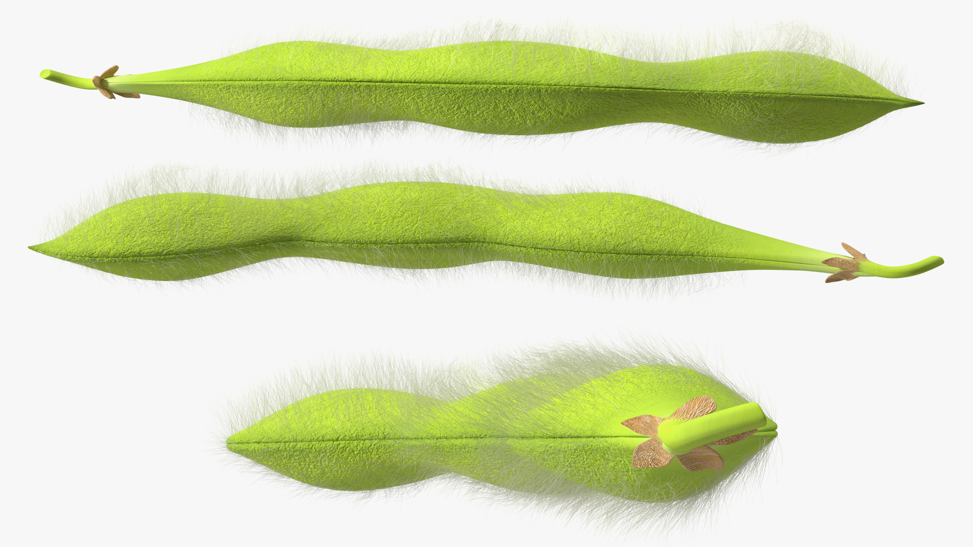 3D Green Soybean Pod Fur