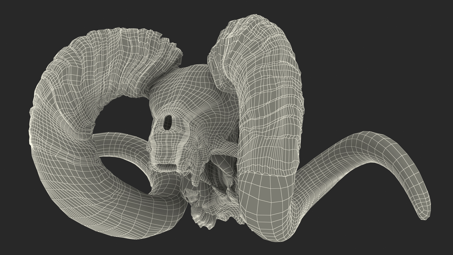 3D Old Bighorn Ram Skull